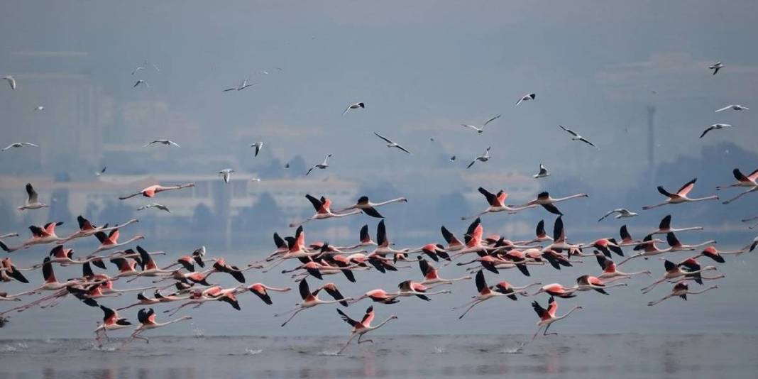 Ege’nin keşfedilmemiş kuş cenneti! Büyük-küçük herkes buraya bayılıyor: Doğası ve gün batımıyla büyülüyor 7